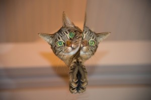 Kratzbaum Katze